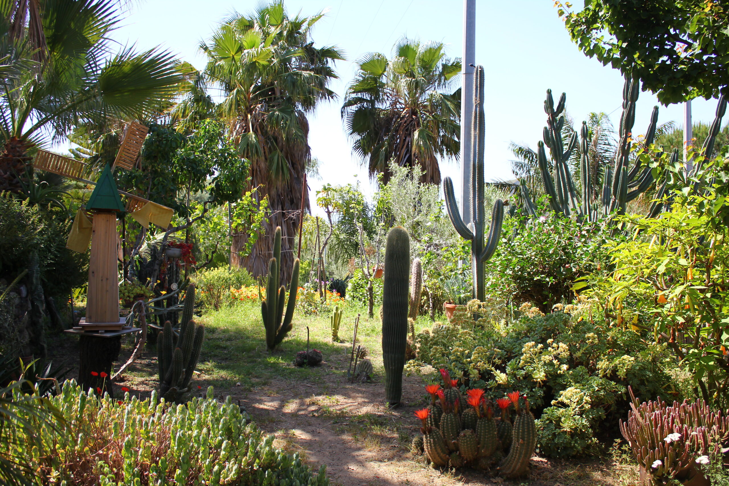 Cacti village
